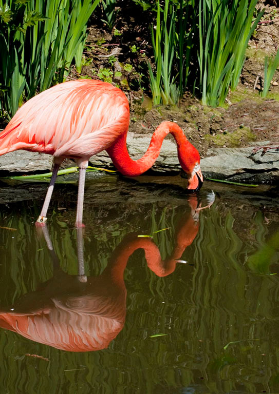 Flamingo s